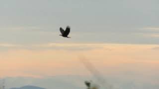 Bald eagle plucks rodent from marsh