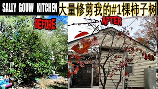 【中文版】2024 大量修剪我的一棵柿子树? Massive Trimmed One Of My Persimmon's Tree #1/美国北卡种柿子树/第七年柿子豐收/分享經驗