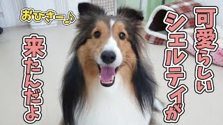 可愛らしいシェルティが来たんだよ 🐶ひみつきちなう！①🐶  (チワックス ミニチュアダックス チワワ トイプードル ウエストハイランドテリア) 2019年12月29日