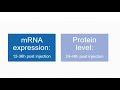 Altogen Biosystems Kidney Specific in vivo Transfection Tutorial