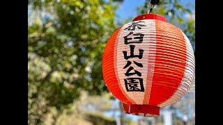 岡山県備前市　茶臼山公園の桜