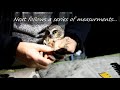 saw whet owl fall banding session