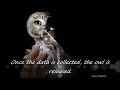 saw whet owl fall banding session