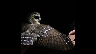 Saw-whet Owl Fall Banding Session