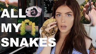 From Zero Snakes to Six - Meet All My Snakes