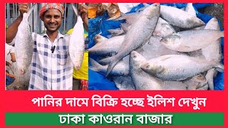 পানির দামে বিক্রি হচ্ছে ইলিশ দেখুন | প্রচুর সস্তা ইলিশের দাম |ইলিশের দাম কতো| hilsa fish price in bd