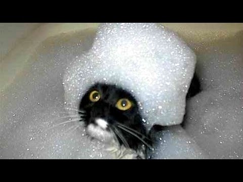 The Funniest And Most Humorous Cat Videos Ever Funny Cat Compilation