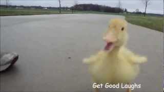 Hilarious Little Duck Is Following Man | Funny VIDEO | GGL