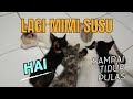 Wise Family & Life Cat is live! Lagi Mimi susu. Jgn lupa di subcribe ya