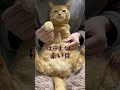 【猫ダンス higher】花凛ちゃんの次の相手をするのは誰だ ~ cat 猫 shorts