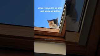 #51 Funniest Cats And Dogs videos 🐶🐱 #funny #animals #cuteanimals