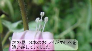 一研究「朝顔自家受粉の謎」