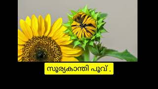 സൂര്യകാന്തി പൂവ് ( sunflower)