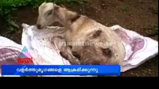 Dogs wandering in Kollam attacks several pedestrians