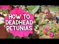 ✂ How to Deadhead Petunias #shorts ✂