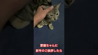 愛猫ちゃんに新年のご挨拶をしたら…。