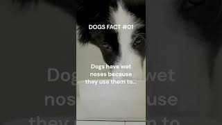 Dogs facts 01 #shorts #shortsvideo