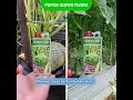 Pupuk Super Flora