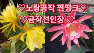 #노랑공작선인장 #찐핑크공작#독일황후