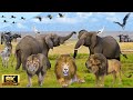 8K African Wildlife: Kruger National Park, Home of the Big Five Animals | Scenic Wildlife Film In 8K