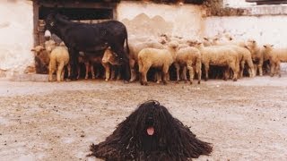 Kilenc Magyar Kutyafajta: komondor, kuvasz, puli, pumi, mudi, vizsla,  agár, erdélyi kopó