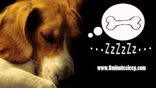 CALM YOUR DOG | Rain Sounds Soothe Anxious Dog | Nature & Birds