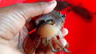 নরম খোলসের কাঁকড়া কেমন হয় | Soft mud crab farming.