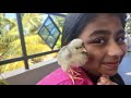 நாட்டுக்கோழி குஞ்சு வளர்ப்பு முறை nattu kozhi kunju valarppu in tamil baby chicks care and food