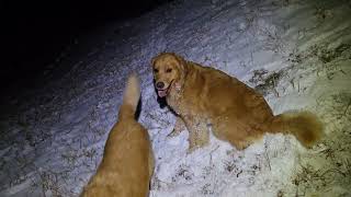 雪の田んぼに飛び込むゴールデンレトリバー。