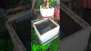 ഞൊടിയൽ തേനീച്ചകോളനി വിഭജനം || Beekeeping || തേനീച്ചവളർത്തൽ #viral #shorts