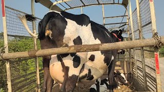 ఇంత మంచి పాలు పిండే ఆవు ఎక్కడా లేదు cow milking by hand Indian cow market