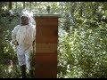 Tallest & Strongest Bee Hives or Colonies In the World - Using the Rose Hive Method Part 2