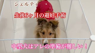 【シェルティの水ちゃん】中型犬の避妊手術　前編