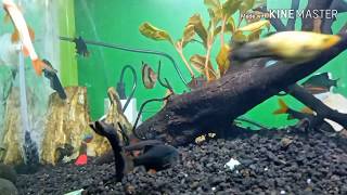 Aquascape pemula budget minim.