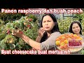 PANEN RASPBERRY DAN PEACH BUAT CHEESECAKE UNTUK MERTUA NIH