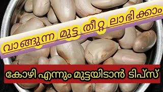 വാങ്ങുന്ന മുട്ട തീറ്റ ലാഭിക്കാനും കോഴികൾ എന്നും മുട്ടയിടാനും അടിപൊളി ടിപ്പ്#Home made food for hen