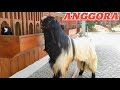 ANGGORA, RAJANYA KAMBING DI TRENGGALEK!! SANGAT MEMPESONA@alekbudisantoso9048