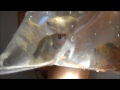 unboxing fish from petsolutions