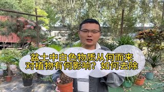 盆土中白色物质从何而来？对植物有什么影响？如何去除？