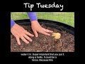 how to plant mirlitons