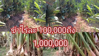 #สวนเกษตรพอเพียง #ปลูกข่า 1 ไร่#ได้เงิน#100,000ถึง1,000,000บ#จริงหรือไม่ #ต้องติดตามตลอดไปนะคะ#จะรู้