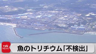 魚のトリチウム「不検出」　風評被害防止へ水産庁が発表（2023年8月26日）