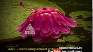 ആനത്താമര വിരിയുന്നത് കാണാം  | Asianet News Lens