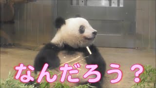 7/2シャンシャン何か気になる…フリーズ＆キョロキョロ…giantpanda @tokyo 上野動物園