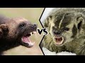 wolverine vs american badger who will win this tough fight