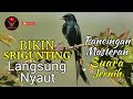 masteran srigunting hitam pancingan srigunting biar bunyi black drongo dicrurus macrocercus