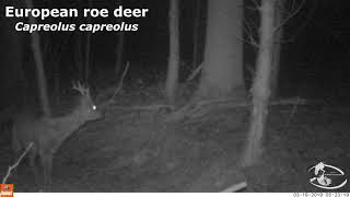 Trail camera highlights / March - Pine marten, polecat, red fox, roe deer,...