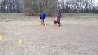 Dog Campus - Die Hundeschule Gruppentraining