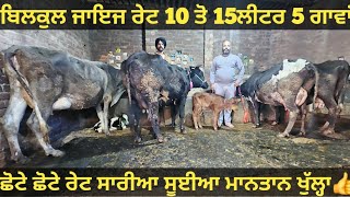 10 ਤੋ 15ਲੀਟਰ 5 ਗਾਵਾਂ ਵੀਕਾਓ। cows for sale/vadiya farm/27-12-24