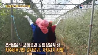 수출 아스파라거스 재배기술 - 6. 정식 후 관리